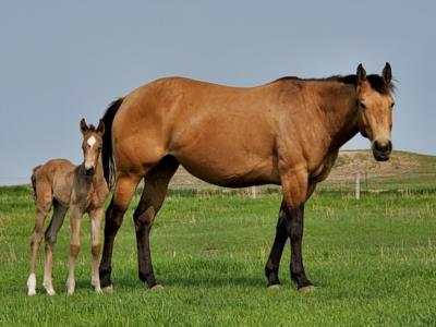 Ms Boon Jess <BR> AQHA 5976239